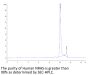 Human NRAS Protein (NRS-HE101)