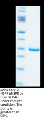 SARS-COV-2 NSP7&NSP8 Protein (NSP-VE178)