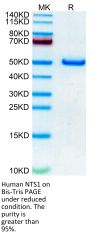 Human NTS1 Protein (NTS-HM201)
