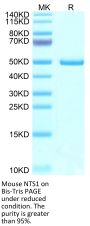 Mouse NTS1 Protein (NTS-MM201)