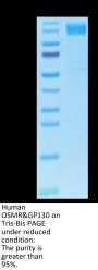 Human OSMR&GP130 Protein (OGC-HM10R)