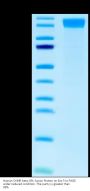 Human OSMR beta-GPL fusion Protein (OSG-HM101)