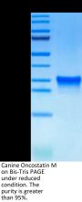 Canine Oncostatin M/OSM Protein (OSM-DM10M)