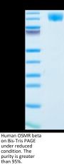 Human OSMR beta Protein (OSM-HM101)