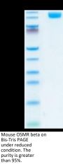 Mouse OSMR beta Protein (OSM-MM101)