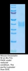 Mouse Oncostatin M/OSM Protein (OSM-MM102)