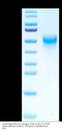 Cynomolgus/Rhesus macaque OX40/TNFRSF4/CD134 Protein (OX4-CM140)
