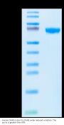 Human OX40/TNFRSF4/CD134 Protein (OX4-HM240)