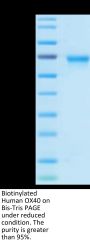 Biotinylated Human OX40/TNFRSF4/CD134 Protein (Primary Amine Labeling) (OX4-HM240B)
