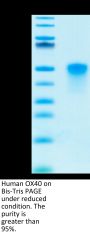 Human OX40/TNFRSF4/CD134 Protein (OX4-HM440)
