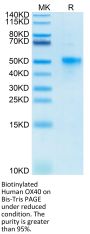 Biotinylated Human OX40/TNFRSF4/CD134 Protein (OX4-HM440B)
