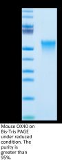 Mouse OX40/TNFRSF4/CD134 Protein (OX4-MM440)