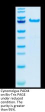 Cynomolgus PADI4 Protein (PAD-CE104)