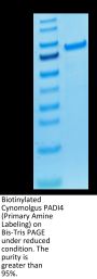 Biotinylated Cynomolgus PADI4 Protein (Primary Amine Labeling) (PAD-CE104B)