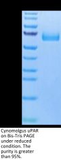 Cynomolgus uPAR/PLAUR Protein (PAR-CM101)