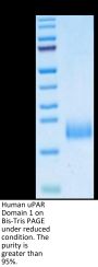 Human uPAR/PLAUR Domain 1 Protein (PAR-HM1D1)
