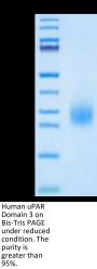 Human uPAR/PLAUR Domain 3 Protein (PAR-HM1D3)