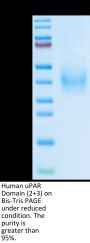 Human uPAR/PLAUR Domain (2+3) Protein (PAR-HM1D4)