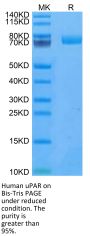 Human uPAR/PLAUR Protein (PAR-HM201)