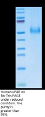 Human uPAR/PLAUR Protein (PAR-HM401)