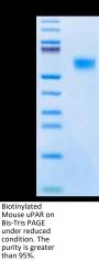 Biotinylated Mouse uPAR/PLAUR Protein (PAR-MM401B)