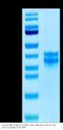 Human PBK/TOPK Protein (PBK-HB101)
