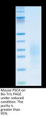 Mouse PSCA Protein (PCA-MM201)