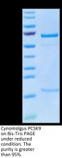 Cynomolgus PCSK9 Protein (PCS-CM190)