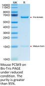 Mouse PCSK9 Protein (PCS-MM190)