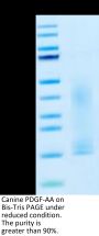 Canine PDGF-AA Protein (PDF-DY10A)