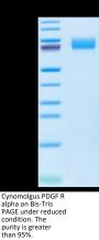 Cynomolgus PDGF R alpha/PDGFRA Protein (PFR-CM40A)