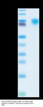 Human PDGF R alpha/PDGFRA Protein (PFR-HM40A)