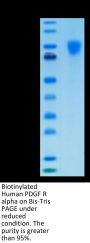 Biotinylated Human PDGF R alpha/PDGFRA Protein (PFR-HM40AB)