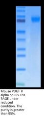 Mouse PDGF R alpha/PDGFRA Protein (PFR-MM10A)