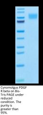 Cynomolgus PDGF R beta/CD140b Protein (PGF-CM1RB)