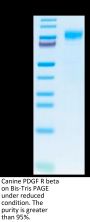 Canine PDGF R beta/CD140b Protein (PGF-DM1RB)
