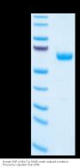 Human PGF Protein (PGF-HM201)