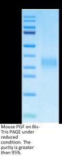 Mouse PGF Protein (PGF-MM101)