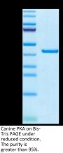 Canine PKA/PRKACA Protein (PKA-DE101)