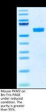 Mouse PKM2 Protein (PKM-MB102)