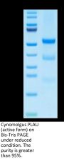 Cynomolgus PLAU/uPA Protein (active form) (PLA-CM101)