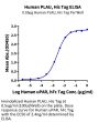 Human PLAU/uPA Protein (pro form) (PLA-HM102)