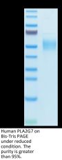 Human PLA2G7 Protein (PLA-HM107)