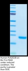 Human PLA2G1B Protein (PLA-HM11B)