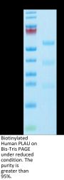 Biotinylated Human PLAU/uPA Protein (active form) (PLA-HM401B)