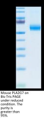 Mouse PLA2G7 Protein (PLA-MM107)