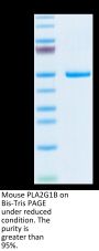 Mouse PLA2G1B Protein (PLA-MM21B)