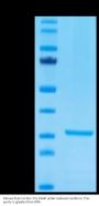 Mouse PLAU/uPA Protein (PLA-MM401)