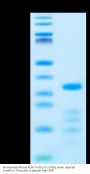 Biotinylated Mouse PLAU/uPA Protein (PLA-MM401B)