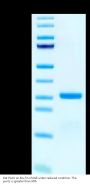 Rat PLAU/uPA Protein (PLA-RM101)